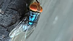 Eine ausgewachsene Neuwelt-Schraubenwurmfliege sitzt auf diesem undatierten Foto in Ruhe. 