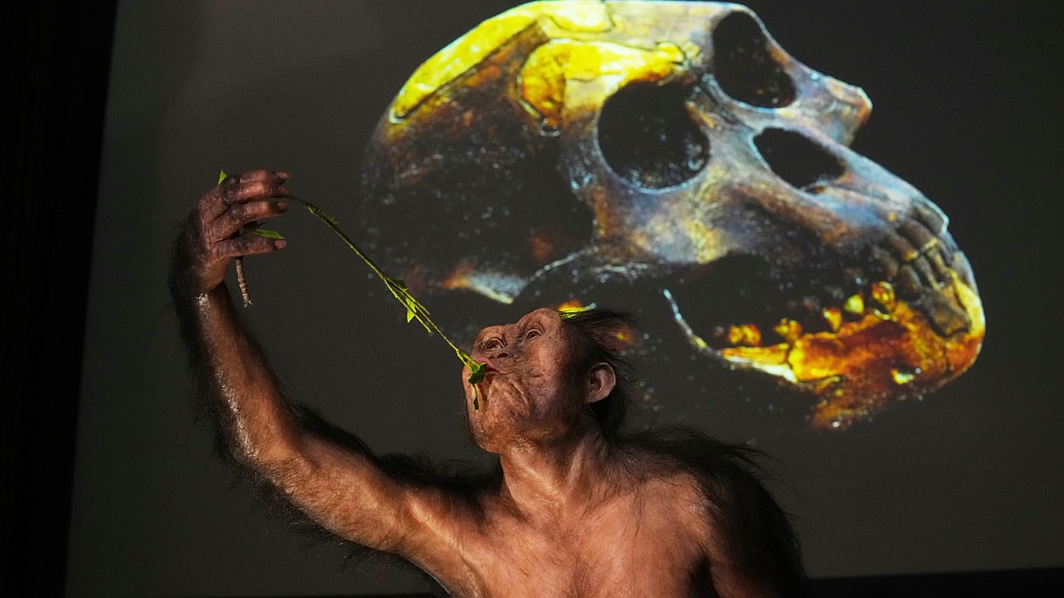 Ein dreidimensionales Modell des 3,2 Millionen Jahre alten Hominiden „Lucy“ ist während der Eröffnung einer Ausstellung im Nationalmuseum in Prag, Tschechien, am 25. August 2025 zu sehen.