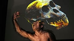 Un modèle tridimensionnel de l'hominidé "Lucy" âgé de 3,2 millions d'années est exposé lors de l'ouverture d'une exposition au Musée national de Prague, République tchèque, le 25 août 2025.