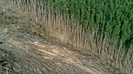 La pérdida de bosques podría ser la causa de miles de muertes en exceso.