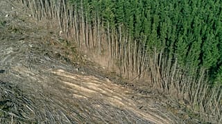 Forest loss could be to blame for thousands of excess deaths.