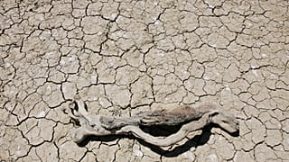 Express drought (Archive photo 2006)