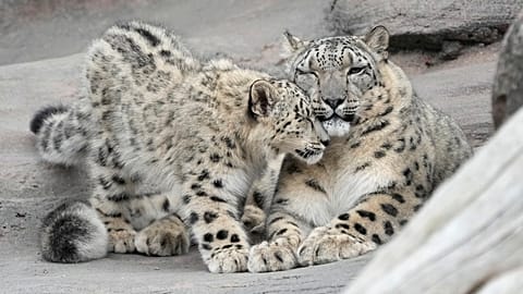 صورة من الأرشيف- شبل فهد الثلوج وأمه في حديقة حيوانات تورنتو بمدينة تورنتو، يوم الجمعة 25 أكتوبر 2024.