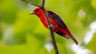 A scarlet tannager perched on a branch