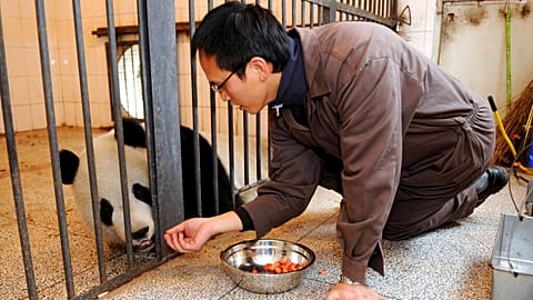 في هذه الصورة التي نشرتها وكالة أنباء شينخوا الصينية، يُدرّب أحد مُشرفي حديقة حيوانات تايبيه الباندا يوان يوان، يوم الأحد 21 ديسمبر/كانون الأول 2008. 