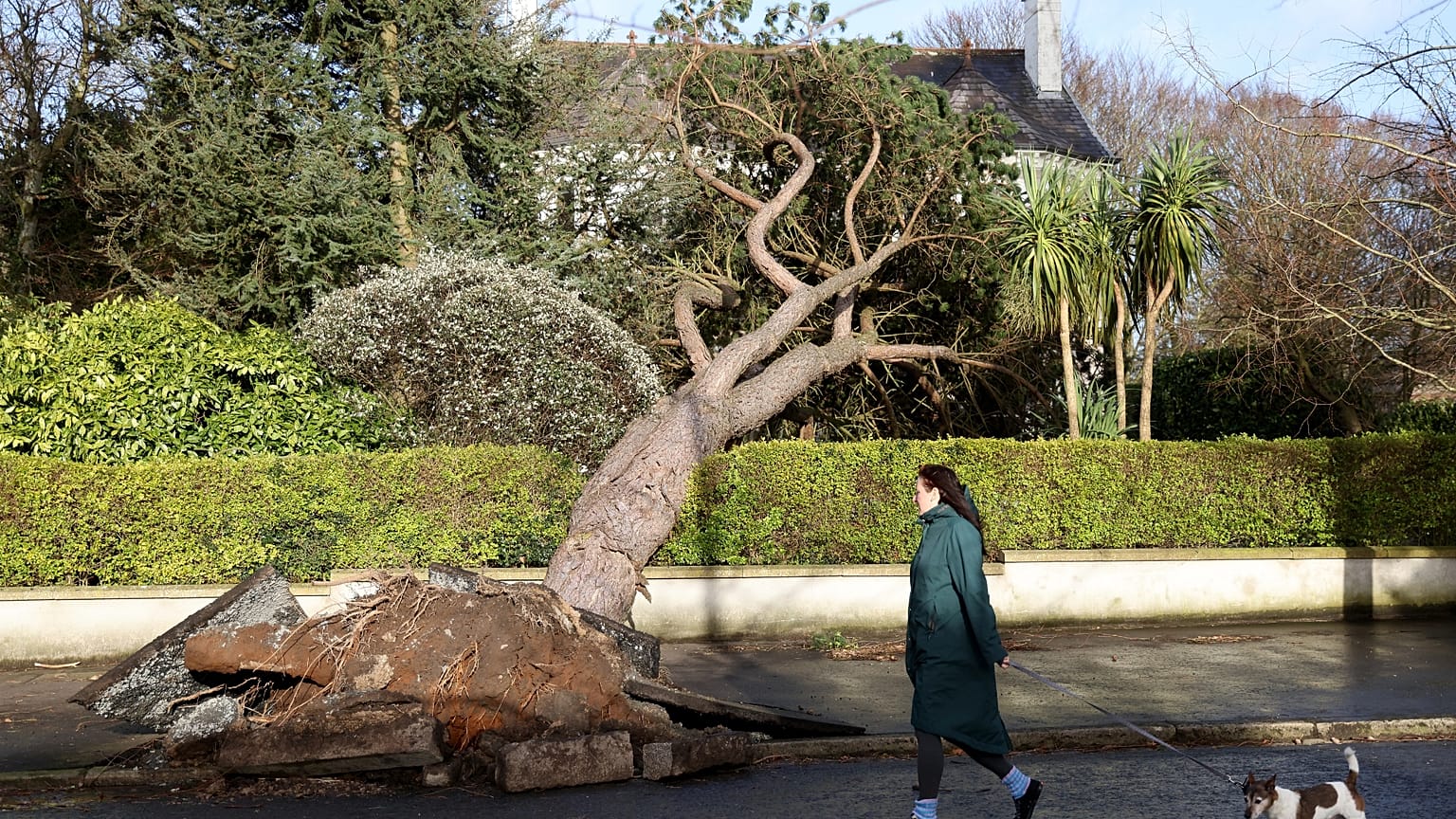 A woman walks her dog past a fallen tree during storm Eowyn in January this year. 
