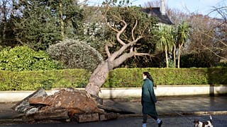 A woman walks her dog past a fallen tree during storm Eowyn in January this year. 