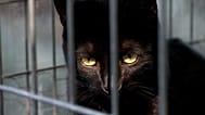 Gatto salvato allo zoo