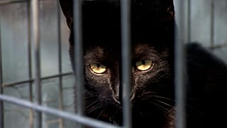 Gatto salvato allo zoo