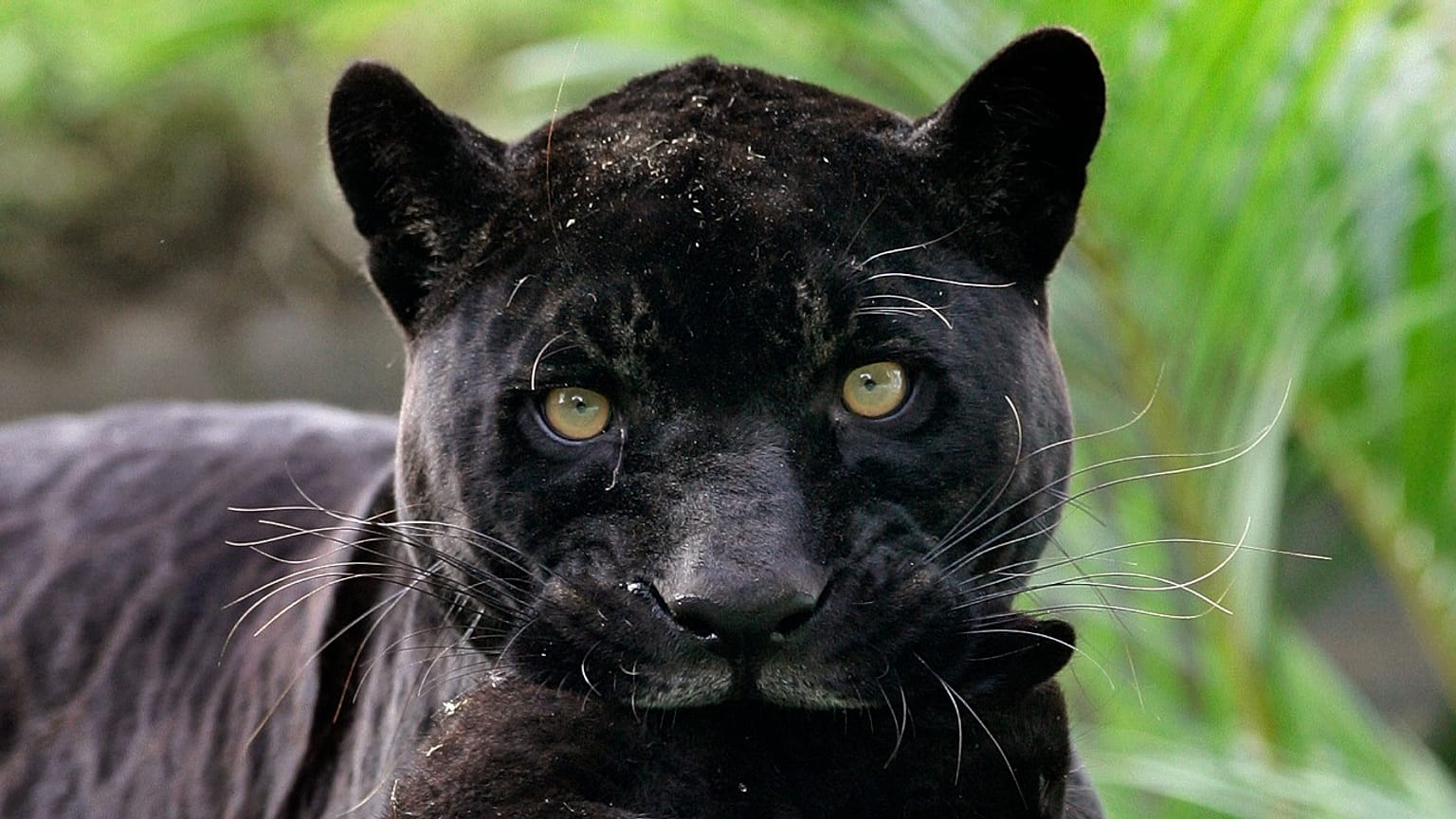 PHOTO: Un jaguar noir nouveau-né est porté par sa mère, nommée Vénus, au zoo Parc des Légendes à Lima, le 8 mai 2009