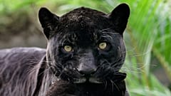 Dosya: Yeni doğmuş siyah jaguar, annesi Venüs tarafından Lima'daki Park of the Legends hayvanat bahçesinde taşınıyor, 8 Mayıs 2009