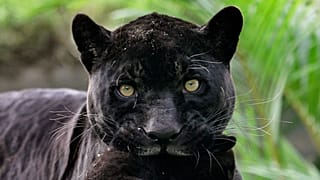 FILE: A newborn black jaguar is carried by her mother, named Venus, at the Park of the Legends zoo in Lima, 8 May 2009