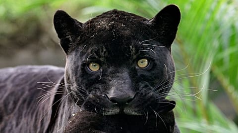 Dosya: Yeni doğmuş siyah jaguar, annesi Venüs tarafından Lima'daki Park of the Legends hayvanat bahçesinde taşınıyor, 8 Mayıs 2009