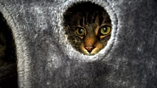 L'American Humane Society a signé un partenariat avec une association hongroise.