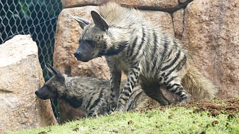صورة تعبيرية تُظهر ضباعًا شريطية داخل قفص في حديقة حيوان بالي في بالي