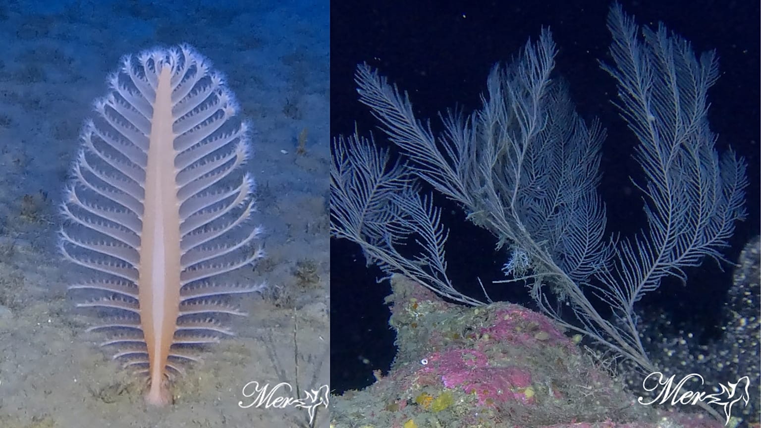 These mesophotic habitats act as biodiversity refuges.
