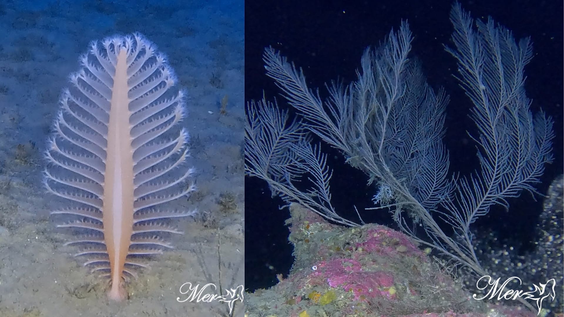 Diese mesophotischen Lebensräume dienen als Refugien für die biologische Vielfalt.