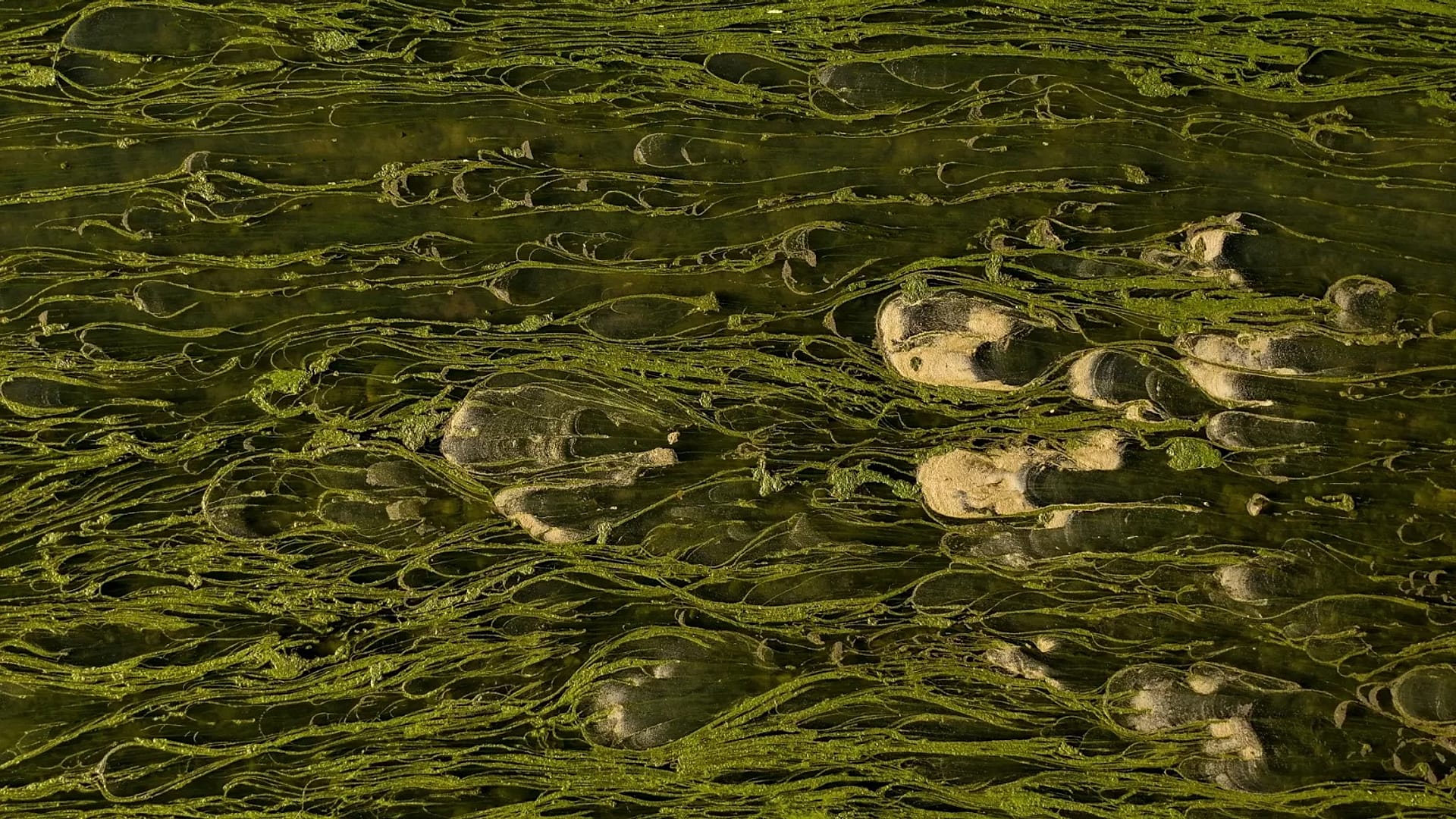 Luftaufnahme des fast ausgetrockneten Flusses Miljacka und der durchscheinenden Algen inmitten einer Hitzewelle und Dürre in Sarajevo, 10. August 2025