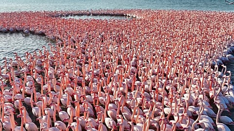 Entdecken Sie das Naturschutzgebiet Korgalzhyn in Kasachstan, ein Paradies für Tausende Flamingos
