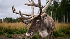 Ein Rentier steht auf einem Bauernhof in Lulea, Schweden.