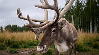 A reindeer stands at a farm in Lulea, Sweden.