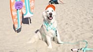 SCREENSHOT - Hunde im Mittelpunkt beim 20. jährlichen Surf-A-Thon in San Diego