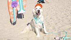 SCREENSHOT - Hunde im Mittelpunkt beim 20. jährlichen Surf-A-Thon in San Diego
