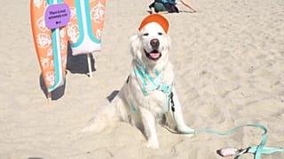FOTOGRAFÍA - Los perros hacen olas en el 20º Surf-A-Thon anual de San Diego