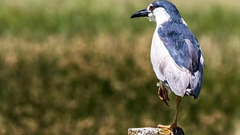 Archive image of a bird.
