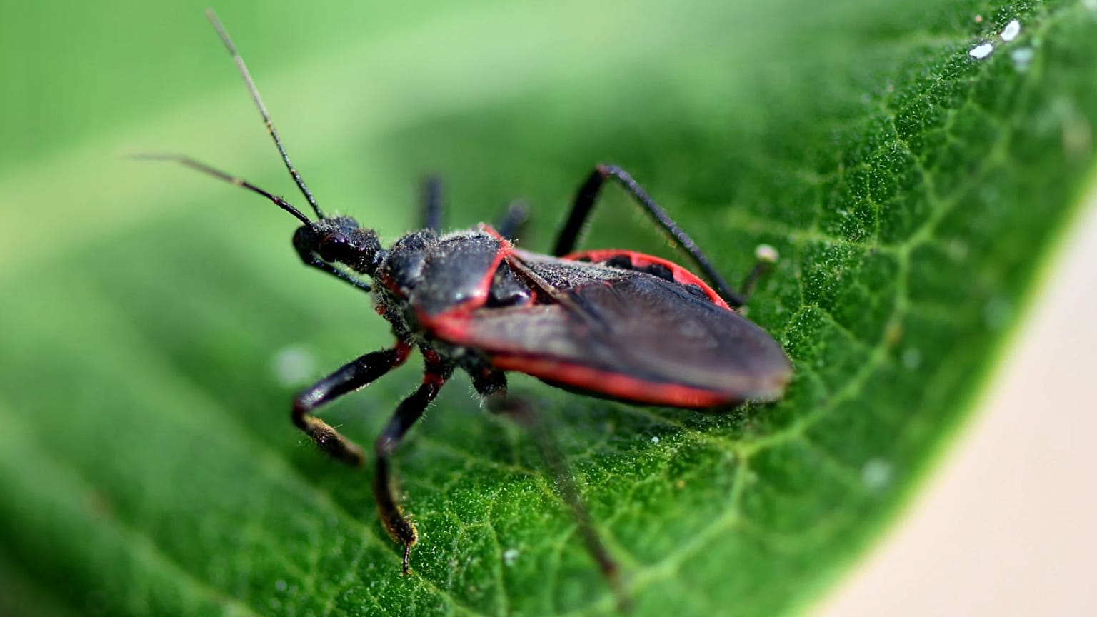 Experts warn Chagas disease is more widespread in US than previously thought