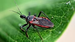 Especialistas alertam para o facto de a doença de Chagas estar mais disseminada nos Estados Unidos do que se pensava