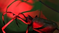 عنكبوت مضاء بالأحمر في معرض XTreme Bugs بمكالين، تكساس، الذي يضم 22 حشرة آلية وحوالي 100 حشرة ثابتة.