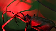 عنكبوت مضاء بالأحمر في معرض XTreme Bugs بمكالين، تكساس، الذي يضم 22 حشرة آلية وحوالي 100 حشرة ثابتة.