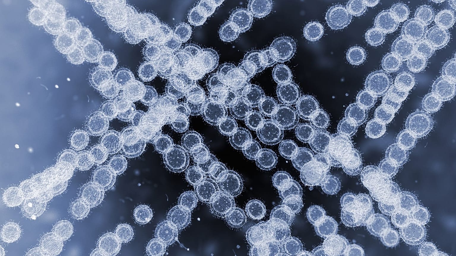 A 3D rendering of C. auris cells is shown.