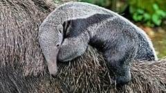 Ein zwei Wochen altes Ameisenbärenjunges reitet auf dem Rücken seiner Mutter im Kölner Zoo.