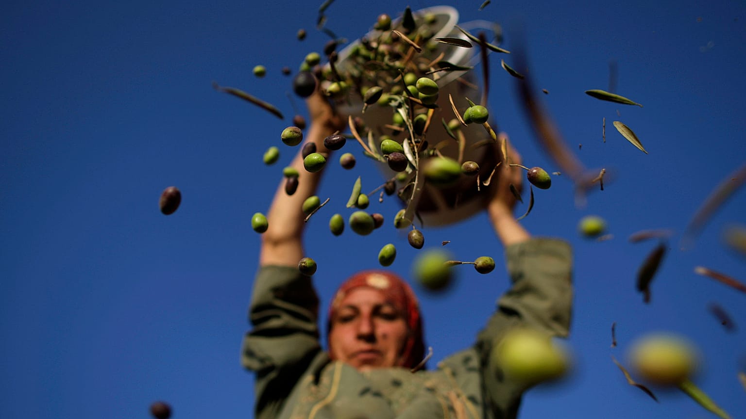 Umm Eyad arroja unas aceitunas de su cosecha en los alrededores de Ramala, en la Palestina cisjordana, en una foto de archivo de 2010.