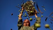 Umm Eyad arroja unas aceitunas de su cosecha en los alrededores de Ramala, en la Palestina cisjordana, en una foto de archivo de 2010.