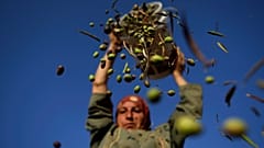 Umm Eyad arroja unas aceitunas de su cosecha en los alrededores de Ramala, en la Palestina cisjordana, en una foto de archivo de 2010.