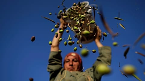 Umm Eyad arroja unas aceitunas de su cosecha en los alrededores de Ramala, en la Palestina cisjordana, en una foto de archivo de 2010.