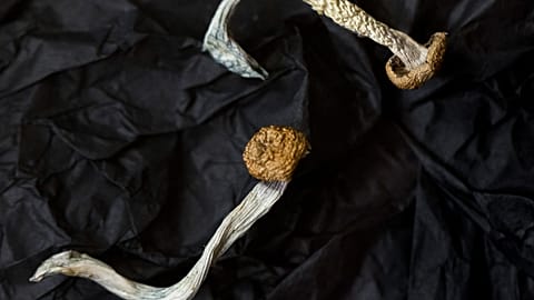 Magic mushrooms are shown at a licenced psilocybin service centre in the US on Aug. 4, 2023.