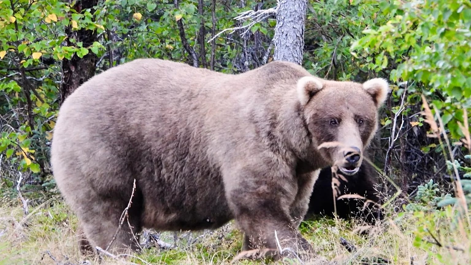 Grazer, a female bear who is the two-time defending champion in the popular online Fat Bear Week competition.