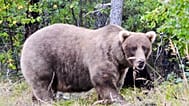 Grazer, a female bear who is the two-time defending champion in the popular online Fat Bear Week competition.