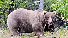 Grazer, eine Bärin, die zweimalige Titelverteidigerin im beliebten Online-Wettbewerb der Fat Bear Week ist.
