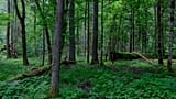 Bialowieza Forest, Poland, Europe
