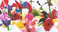 Marc Quinn - İsimsiz 