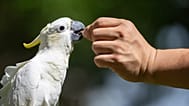 Dreamy Cheung feeds her domesticated yellow-crested cockatoo at a park in Hong Kong, on Aug. 23, 2025.