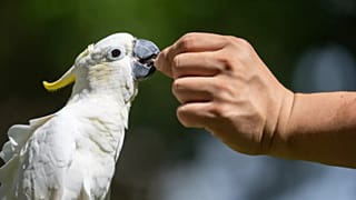 Dreamy Cheung alimenta a sua catatua de crista amarela domesticada num parque em Hong Kong, a 23 de agosto de 2025.
