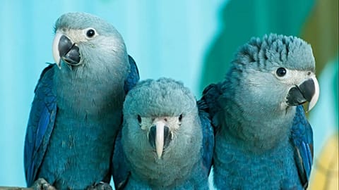  في هذه الصورة، الملتقطة يوم الأربعاء، 8 أبريل/نيسان 2015، يظهر ثلاثة صغار من ببغاوات سبيكس في محمية منظمة برلين، في شونيخه قرب برلين، ألمانيا. 