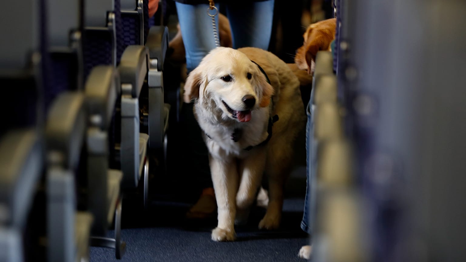 Un cane su un volo di linea