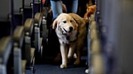 Un cane su un volo di linea